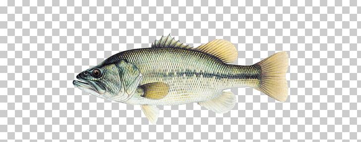 Largemouth Bass Bass Fishing Lake Okeechobee PNG, Clipart, Animal Figure, Animals, Bass, Bass Fishing, Bony Fish Free PNG Download
