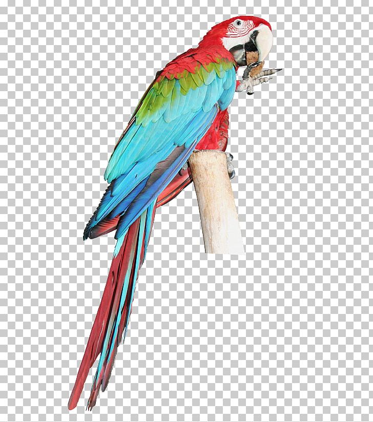 Parrot Bird Budgerigar Macaw Parakeet PNG, Clipart, Animals, Beak, Bird, Budgerigar, Catalina Macaw Free PNG Download