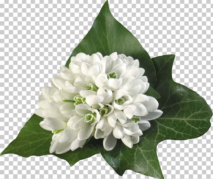 WUXGA High-definition Television Flower 720p PNG, Clipart, 720p, Aspec, Cut Flowers, Desktop Wallpaper, Floral Design Free PNG Download