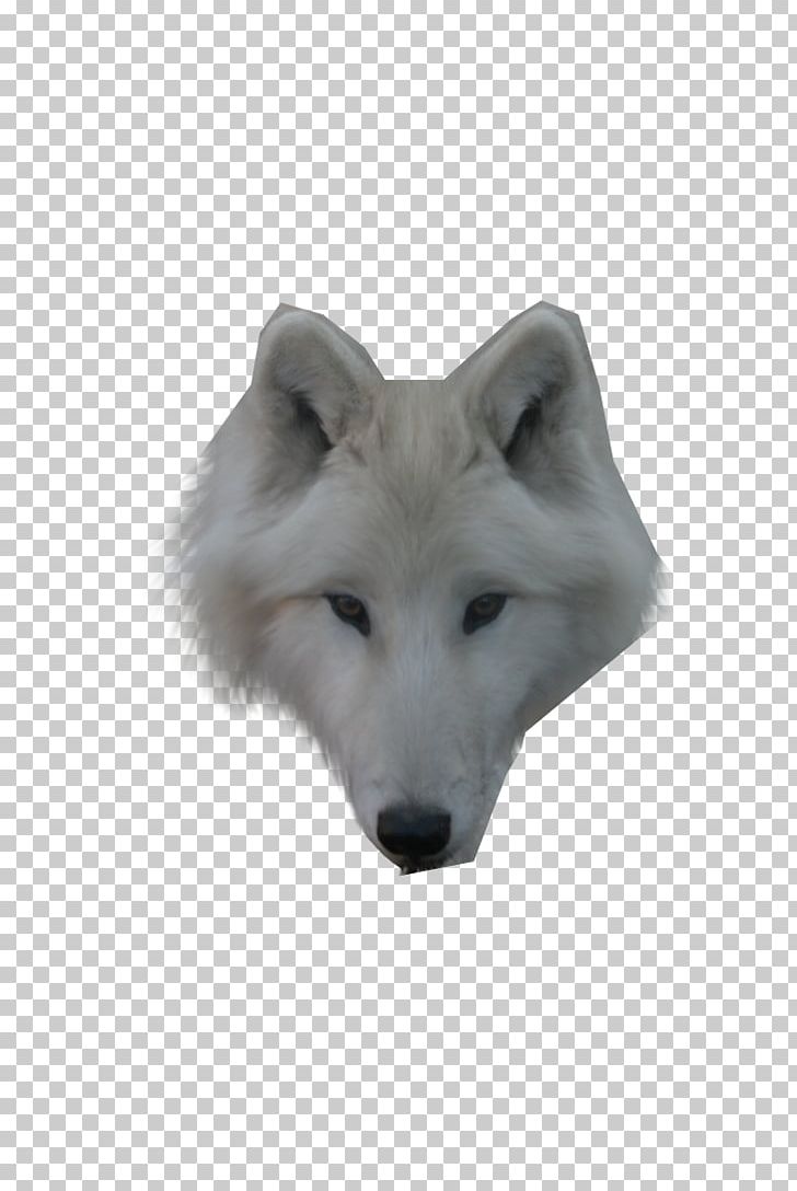 Dog Arctic Wolf Alaskan Tundra Wolf Face PNG, Clipart, Alaskan Tundra Wolf, Animal, Animals, Arctic Wolf, Black Wolf Free PNG Download