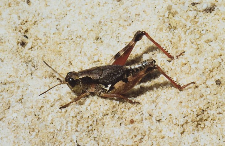 Insect Grasshopper Australian Plague Locust Cricket PNG, Clipart, Animal, Arthropod, Australian Plague Locust, Cicadas, Cricket Free PNG Download