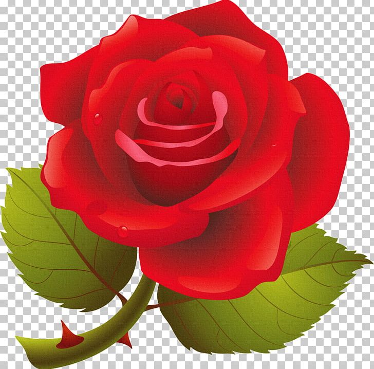 Rose PNG, Clipart, Art, China Rose, Closeup, Cut Flowers, Download Free PNG Download