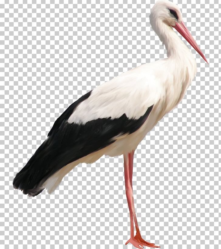 Stork PNG, Clipart, Stork Free PNG Download