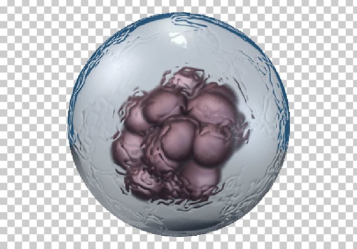 Embryonic Stem Cell Cell Type Adult Stem Cell PNG, Clipart, Adult Stem Cell, Apk, Apoptosis, App, Biolegend Free PNG Download