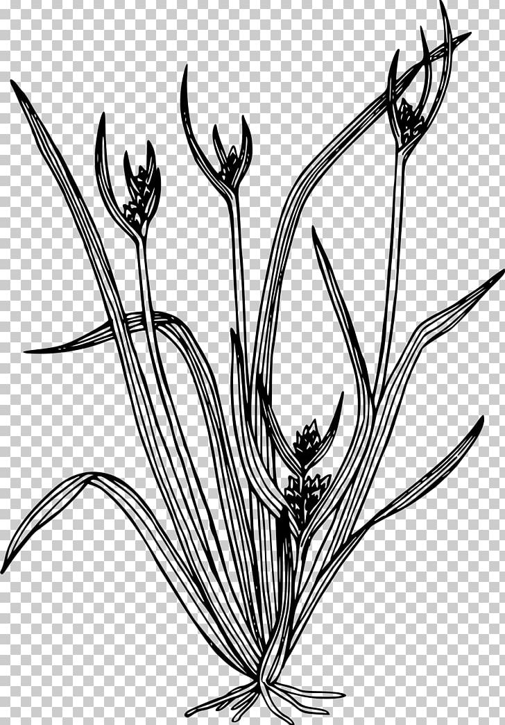 Line Art Carex Hystericina Drawing Plant PNG, Clipart, Black And White, Branch, Cane, Carex Aurea, Carex Backii Free PNG Download