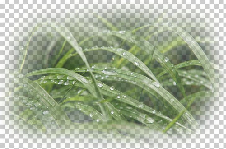 Moisture Close-up PNG, Clipart, Asteraceae, Closeup, Closeup, Grass, Grass Family Free PNG Download