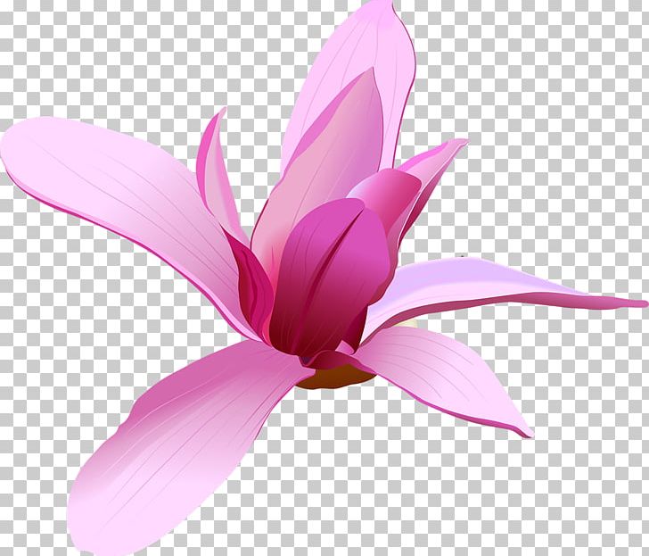 Pink Flowers PNG, Clipart, Blue Rose, Bud, Cdr, Clip Art, Cut Flowers Free PNG Download