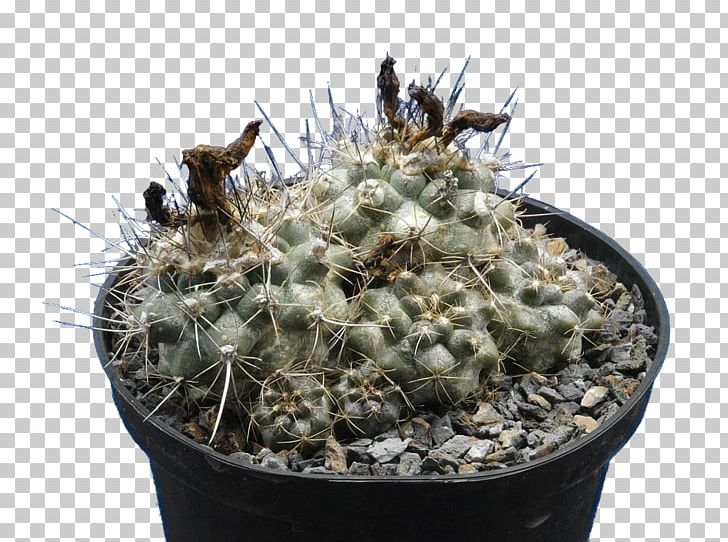Copiapoa Humilis Prickly Pear Genus Strawberry Hedgehog Cactus PNG, Clipart, Cactaceae, Cactus, Caryophyllales, Copiapoa, Dostawa Free PNG Download