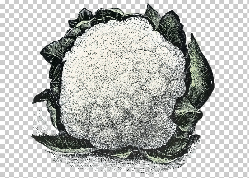 Cauliflower PNG, Clipart, Cabbage, Cauliflower, Hydrangea, Leaf Vegetable, Sea Turtle Free PNG Download