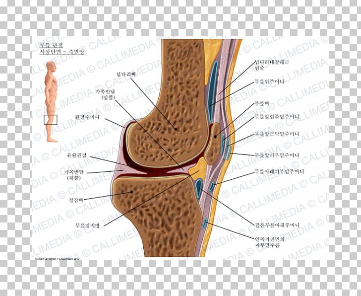 Prepatellar Bursitis Synovial Bursa Infrapatellar Bursitis Knee PNG, Clipart, Anatomy, Ankle, Bursitis, Foot, Human Leg Free PNG Download