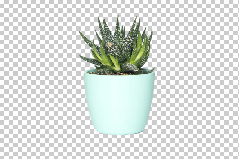 Succulent Plant Plants Agave Asphodelaceae Flowerpot PNG, Clipart, Agave, Asphodelaceae, Biology, Bunker, Flowerpot Free PNG Download