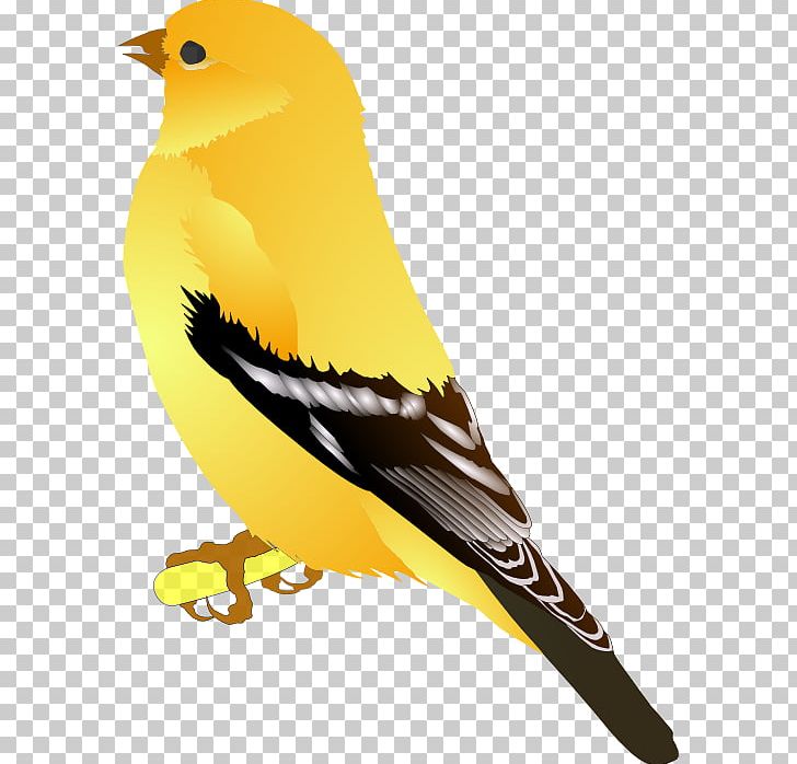 American Goldfinch European Goldfinch PNG, Clipart, American Goldfinch, Animals, Beak, Bird, Download Free PNG Download