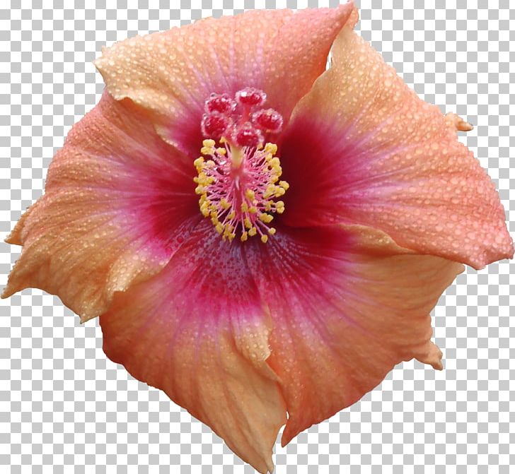 Flower Hibiscus Texture Mapping 3D Computer Graphics PNG, Clipart, 3d Computer Graphics, Flower, Flowering Plant, Herbaceous Plant, Hibiscus Free PNG Download