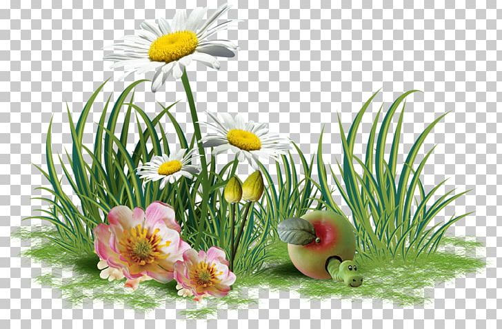 Flower PNG, Clipart, Chamaemelum Nobile, Daisy, Daisy Family, Digital Image, Download Free PNG Download