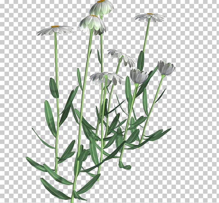Flowering Plant Chamomile Common Daisy PNG, Clipart, Chamomile, Common Daisy, Common Sunflower, Cut Flowers, Daisy Family Free PNG Download