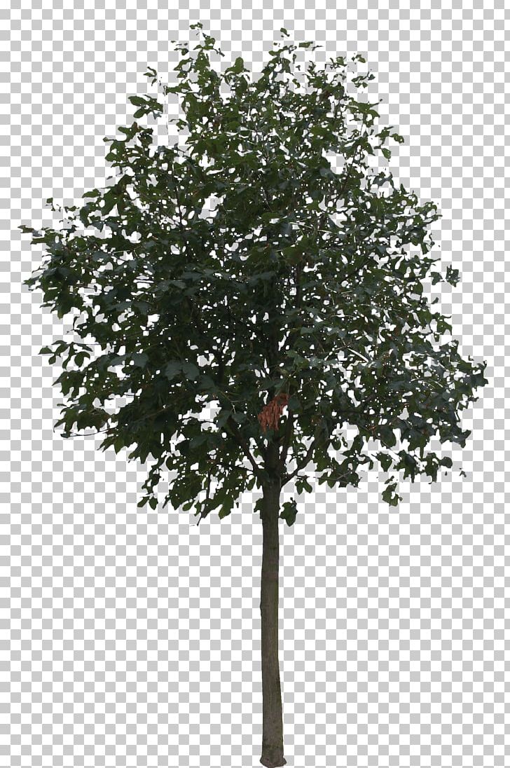 Tree Rendering PNG, Clipart, Architectural Rendering, Art, Branch, Computer Graphics, Cottonwood Free PNG Download