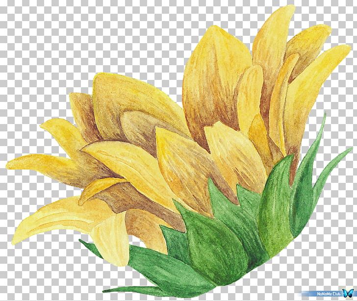 Watercolor Painting PNG, Clipart, Art, Autumn, Floral Design, Flower, Flowering Plant Free PNG Download