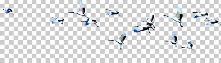 Flight Bird Cygnini PNG, Clipart, Adobe Illustrator, Air, Bird, Bird Cage, Bird Flight Free PNG Download
