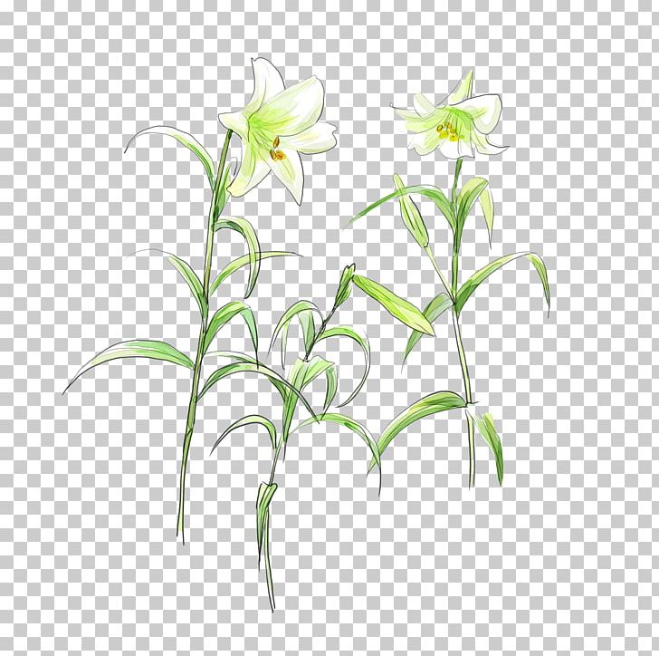 Lilium Flower White PNG, Clipart, Arumlily, Flora, Flower, Flower Bouquet, Flowering Free PNG Download