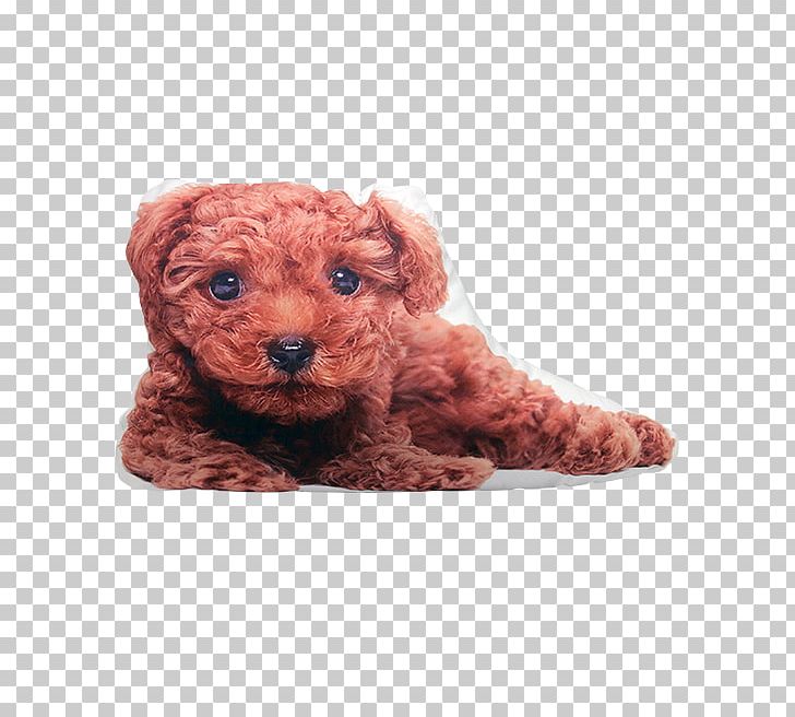 Toy Poodle Miniature Poodle Schnoodle Cockapoo Goldendoodle PNG, Clipart, Animals, Breed, Brown, Carnivoran, Cockapoo Free PNG Download