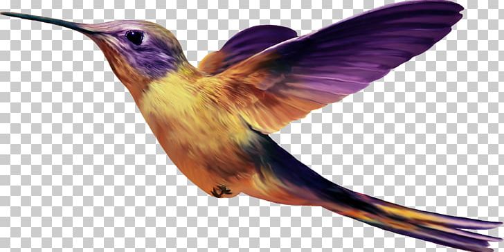 Hummingbird PNG, Clipart, Animals, Beak, Bird, Bird Png, Birds Free PNG Download