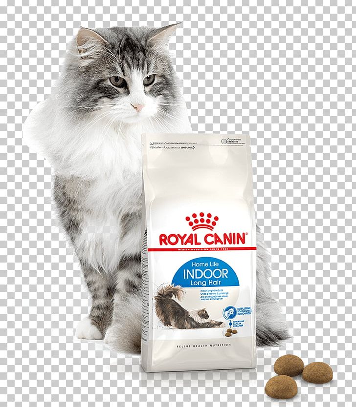 Persian Cat Norwegian Forest Cat British Shorthair Cat Food Kitten PNG, Clipart, Animals, Brazilian Shorthair, British Shorthair, Cat, Cat Food Free PNG Download