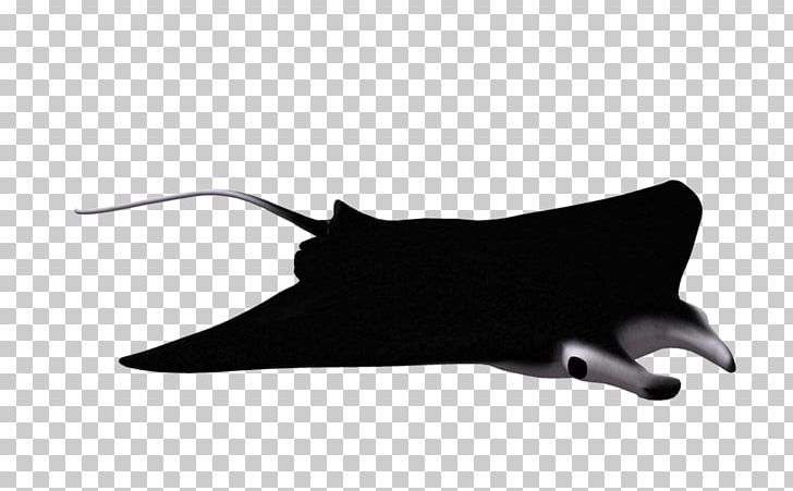 Giant Oceanic Manta Ray Devil Fish Batoidea PNG, Clipart, Animal, Animals, Batoidea, Black, Clip Art Free PNG Download