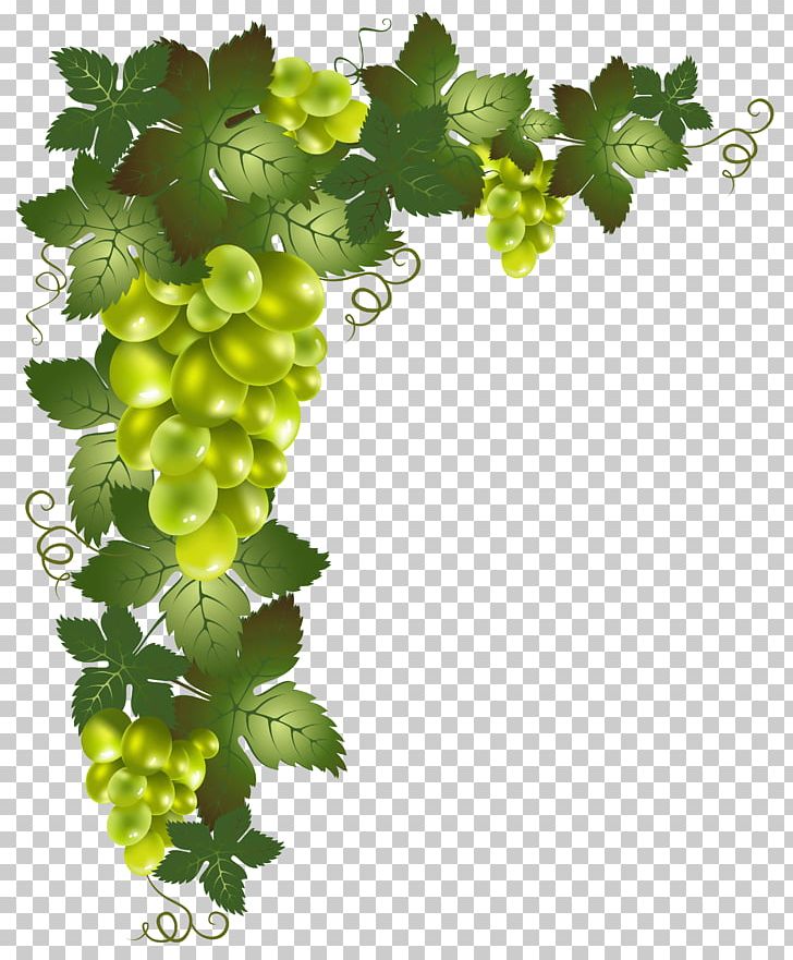 Grapevines PNG, Clipart, Encapsulated Postscript, Flowering Plant, Food, Fruit, Fruit Nut Free PNG Download