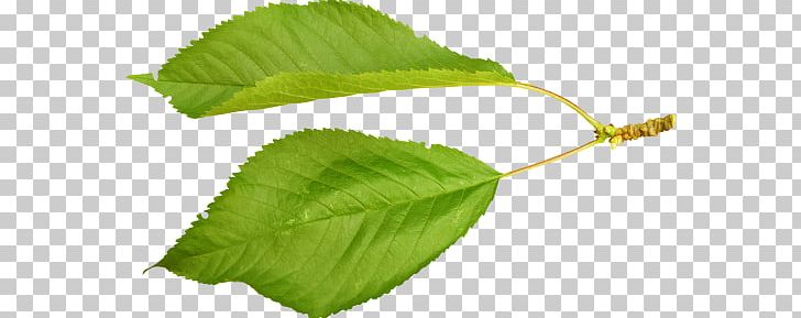 Leaf Cerasus Nalewka Plant Stem Wine PNG, Clipart, Branch, Cerasus, Currant, Fruit, Herbaceous Plant Free PNG Download