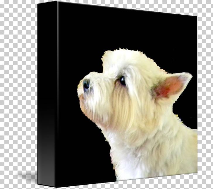 West Highland White Terrier Maltese Dog Rare Breed (dog) Dog Breed Puppy PNG, Clipart, Animals, Blanket, Breed, Cafepress, Carnivoran Free PNG Download