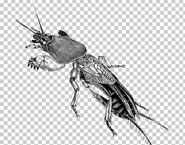 Drawing Cricket Gryllotalpa Gryllotalpa Insect Sketch PNG, Clipart, Arthropod, Beetle, Black And White, Cricket, Delia Radicum Free PNG Download