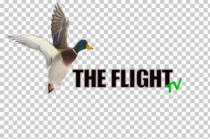 Mallard Duck Advertising Logo Beak PNG, Clipart, Advertising, Animals, Beak, Bird, Duck Free PNG Download