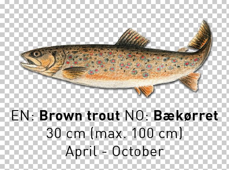 Sardine Salmon Cutthroat Trout Fish Products PNG, Clipart, 09777, Bony Fish, Brown Trout, Coastal Cutthroat Trout, Cutthroat Trout Free PNG Download