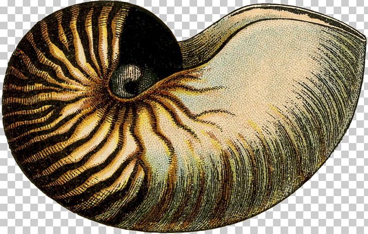 Snail Chambered Nautilus Nautilidae Towel Drap De Neteja PNG, Clipart, Animals, Chambered Nautilus, Drap De Neteja, Invertebrate, Linen Free PNG Download