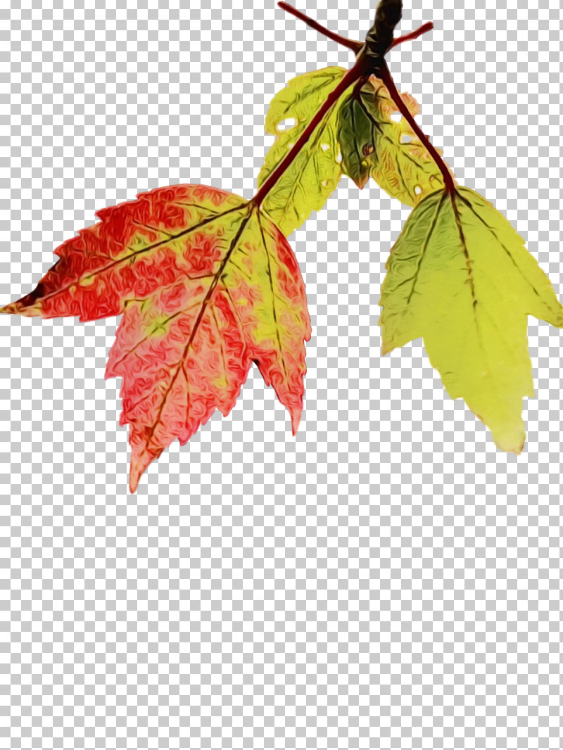 Leaf Maple Leaf / M Twig Maple Science PNG, Clipart, Biology, Leaf, Maple, Maple Leaf M, Paint Free PNG Download