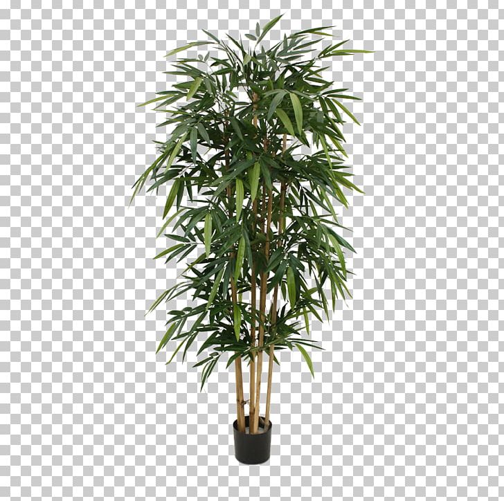 Weeping Fig Bamboo Houseplant Tree Silk PNG, Clipart, Albizia Julibrissin, Arecales, Artificial Flower, Bamboo, Bonsai Free PNG Download