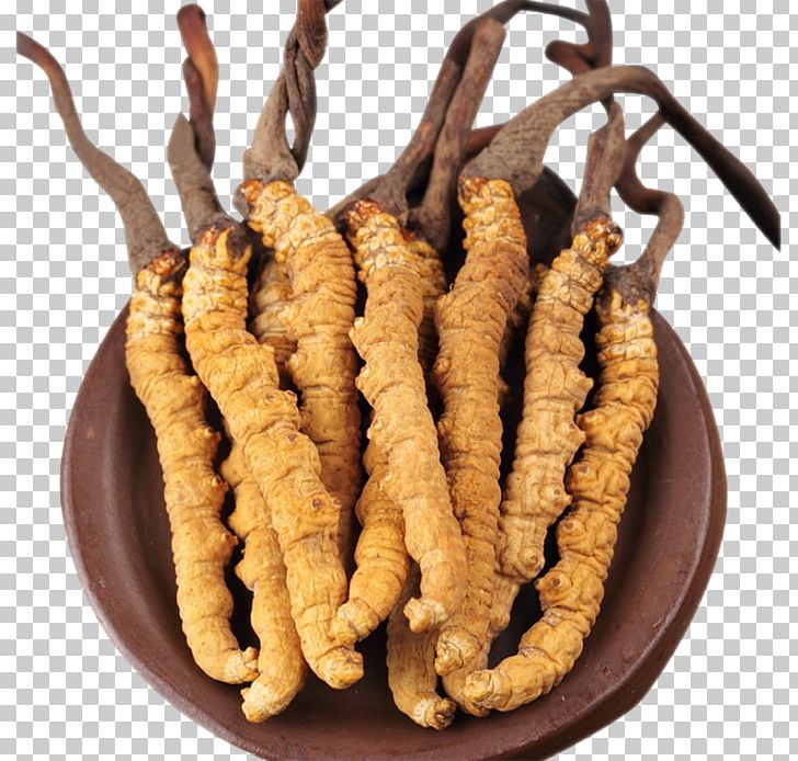 Caterpillar Fungus Cordyceps Portable Network Graphics Mushroom PNG, Clipart, Caterpillar Fungus, Cordyceps, Data Compression, Food, Information Free PNG Download