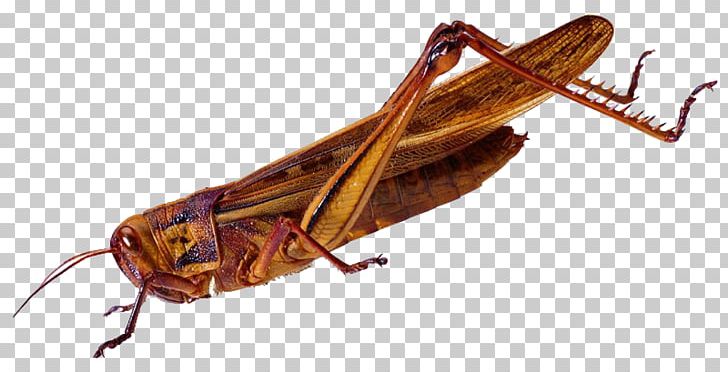 Insect Caelifera Grasshopper Locust PNG, Clipart, Animal, Bush Crickets, Caelifera, Grasshopper, Grasshopper Watercolor Free PNG Download
