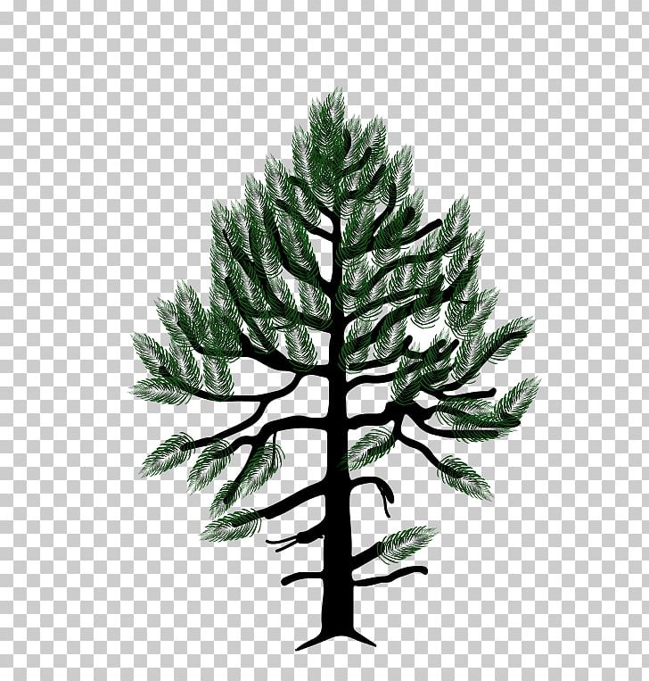 Pinus Monophylla Western White Pine Fir Conifers Pinyon Pine PNG, Clipart, Branch, Bristlecone Pine, Christmas Tree, Conifer, Conifers Free PNG Download