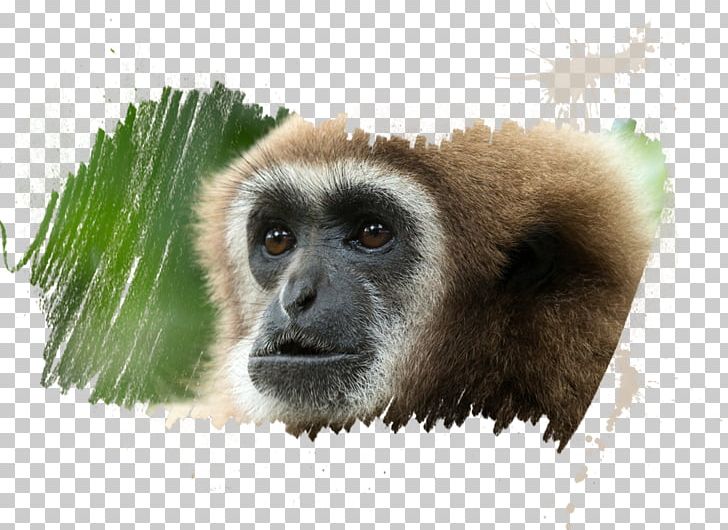 Primate Mandrill Hainan Black Crested Gibbon Yellow-cheeked Gibbon Macaque PNG, Clipart, Animal, Animals, Ape, Black Crested Gibbon, Cercopithecidae Free PNG Download