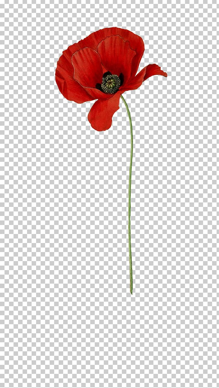 Common Poppy Flower Common Daisy Red PNG, Clipart, Blue, California Poppy, Color, Common Daisy, Common Poppy Free PNG Download