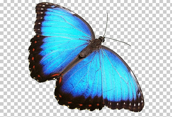 Encyclopedia Of Life Biodiversity Biology Moth PNG, Clipart, Animaatio, Animal, Arthropod, Biocoenosis, Biodiversity Free PNG Download