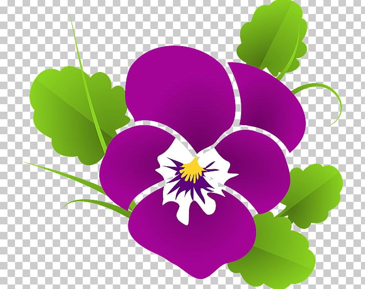 Pansy PNG, Clipart, African Violets, Annual Plant, Computer Icons, Download, Drawing Free PNG Download