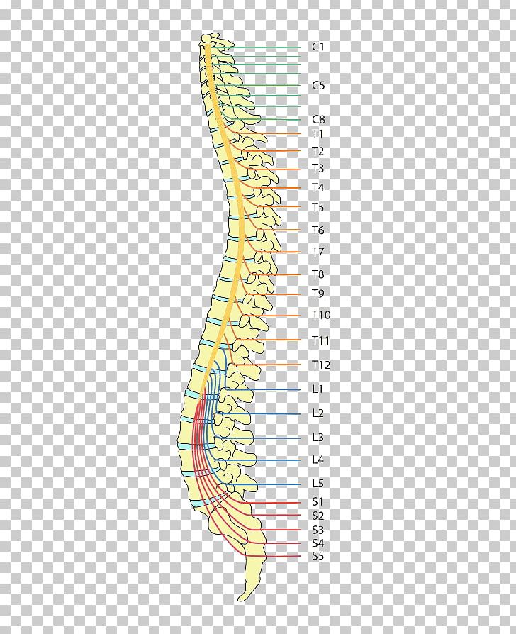 Paraplegia Spinal Cord Injury Tetraplegia Vertebral Column Dermatome PNG, Clipart, Angle, Area, Dermatome, Diagram, Fish Free PNG Download