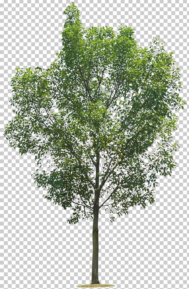 Tree .de PNG, Clipart, Banco De Imagens, Birch, Branch, Column, Digital Image Free PNG Download