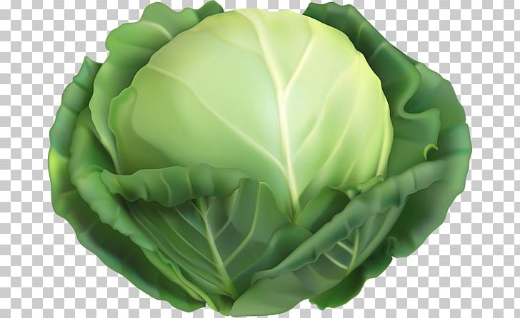 Vegetarian Cuisine Savoy Cabbage Red Cabbage Graphics PNG, Clipart, Art, Cabbage, Chinese Cabbage, Clip, Collard Greens Free PNG Download