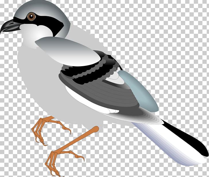 Bird Flight Sparrow Bird Flight PNG, Clipart, American Sparrows, Animals, Beak, Bird, Bird Flight Free PNG Download