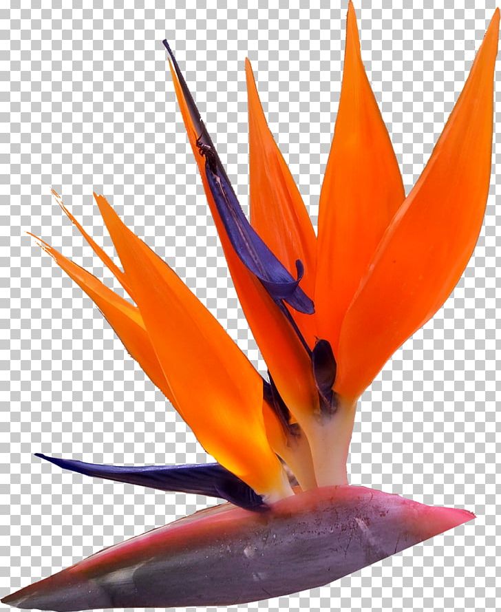 Flower Orange Petal Color Red PNG, Clipart, Beak, Closeup, Color, Cosmetics, Flower Free PNG Download