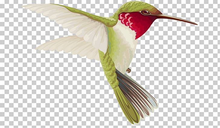 Hummingbird PNG, Clipart, Animals, Beak, Bird, Bird Feeders, Bird Feeding Free PNG Download