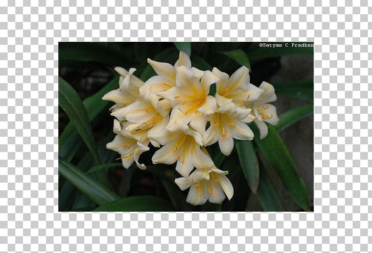 Narcissus Canna Dendrobium Herbaceous Plant PNG, Clipart, Amaryllis Family, Canna, Cannaceae, Canna Family, Cattleya Free PNG Download